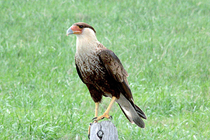 Berry Springs - Crested Caracara
